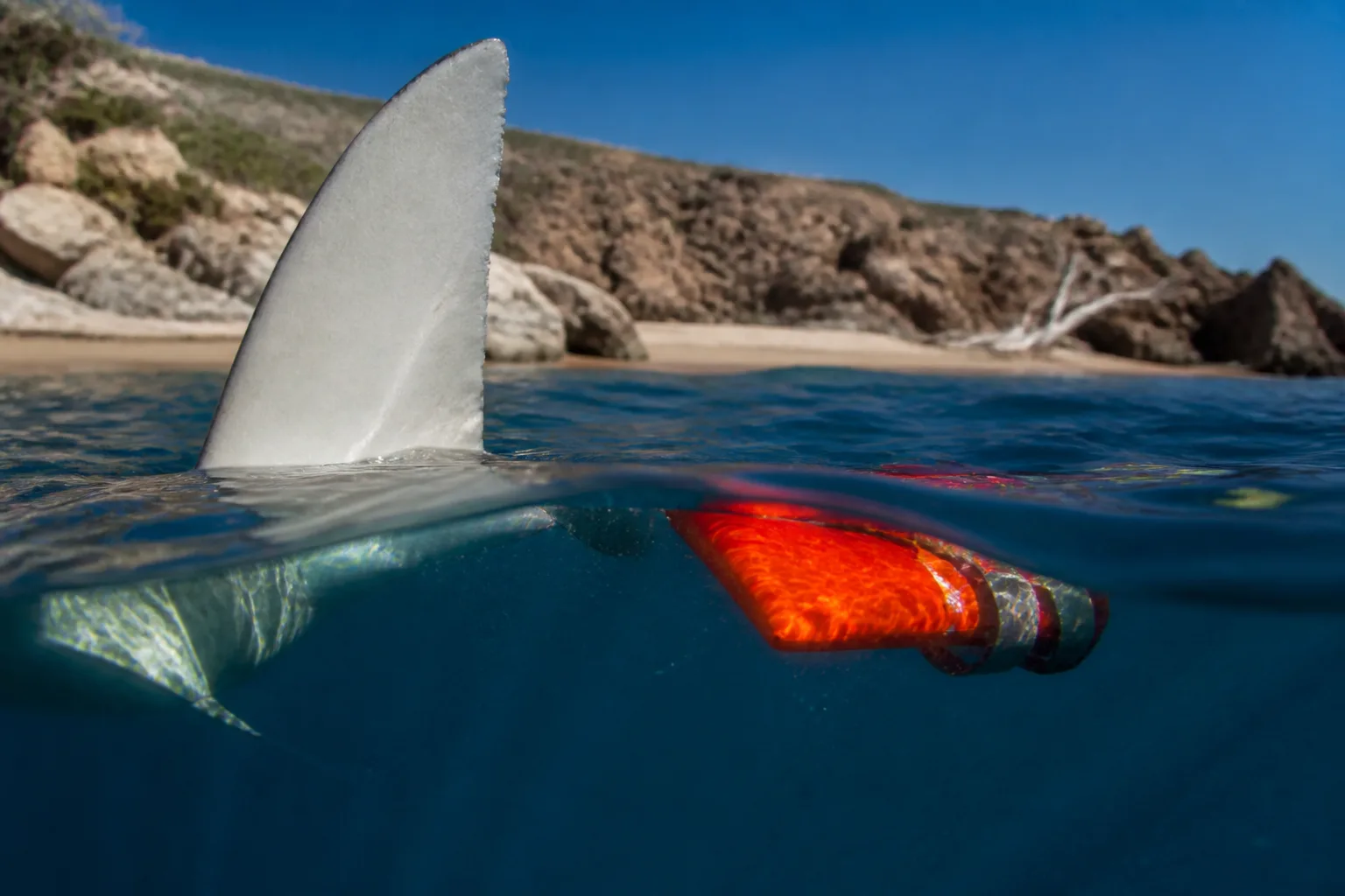 White Shark Pulls Lifeguard Underwater at Scarborough Beach, Maine